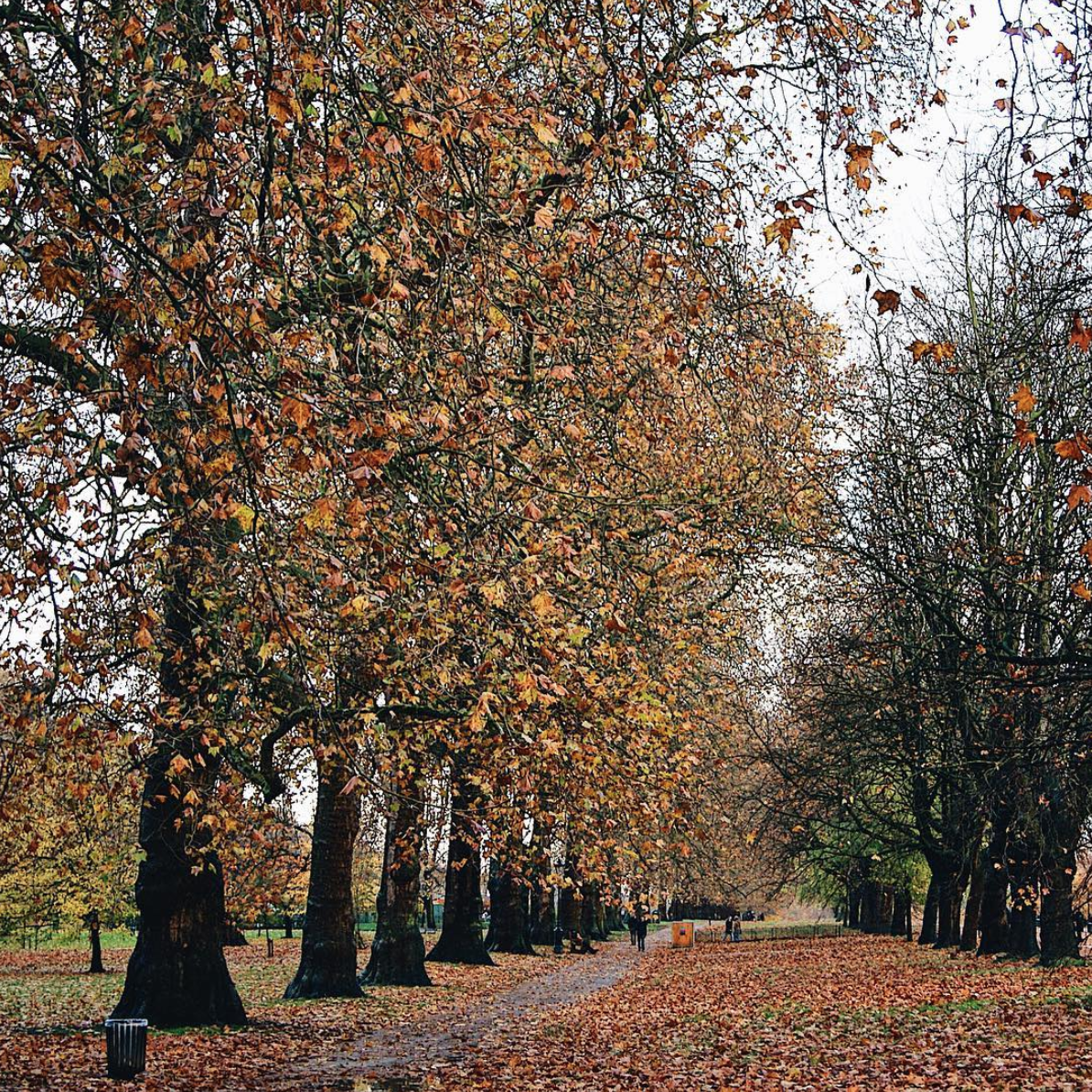 Fall leaves London