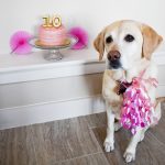 Yellow Labrador | 5 Reasons Why You Should Totally Throw a Birthday Party For Your Dog | Cathedrals and Cafes Blog