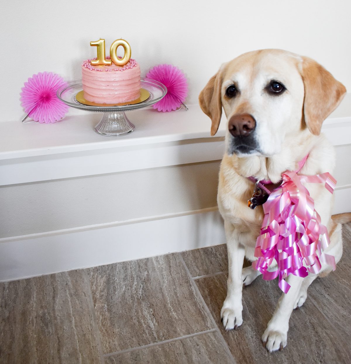 Yellow Labrador | 5 Reasons Why You Should Totally Throw a Birthday Party For Your Dog | Cathedrals and Cafes Blog