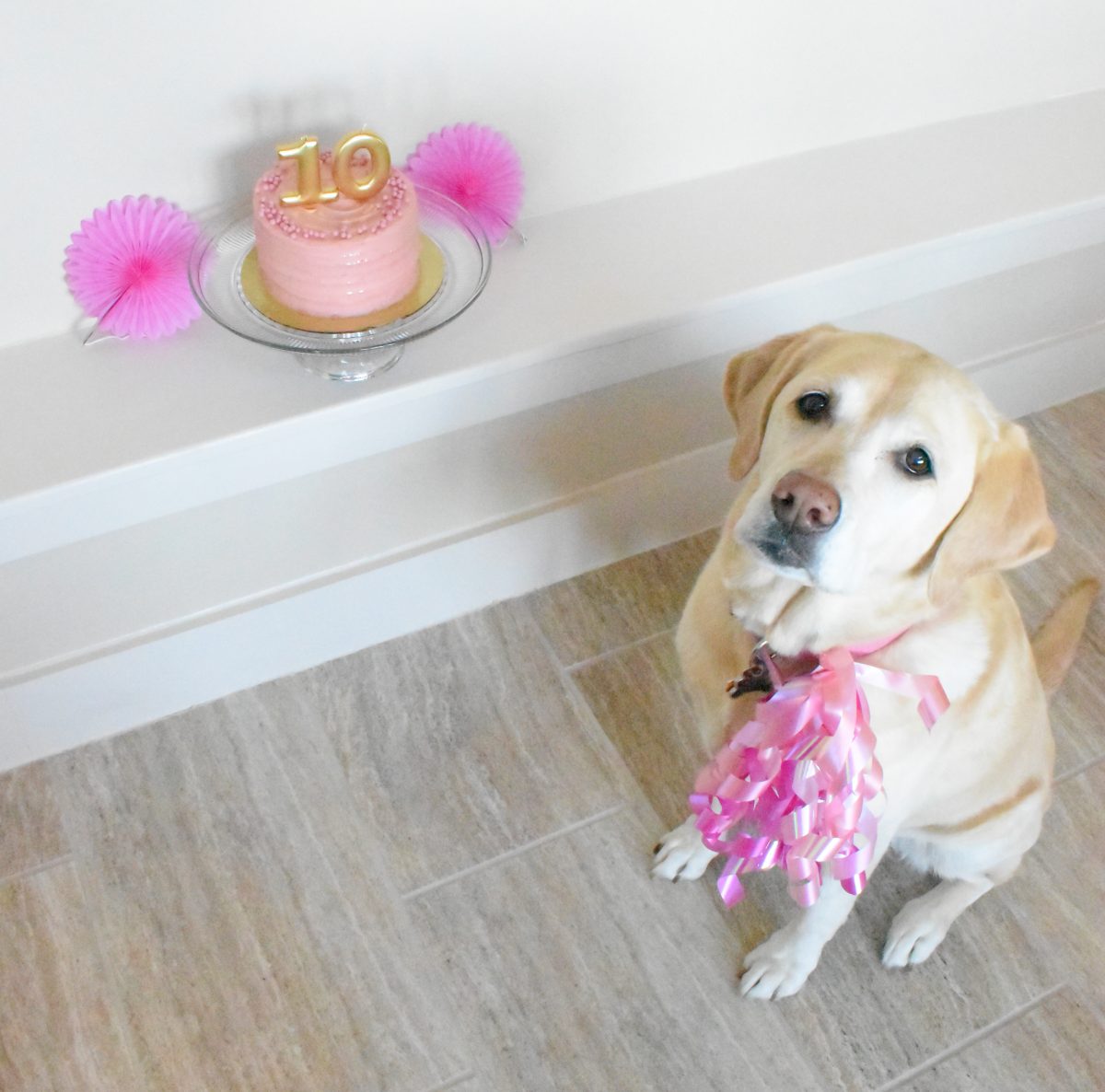 5 Reasons Why You Should Totally Throw a Birthday Party For Your Dog | Cathedrals and Cafes Blog