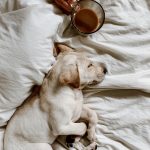 Favorite Dog Mom Products | Cathedrals & Cafes Blog