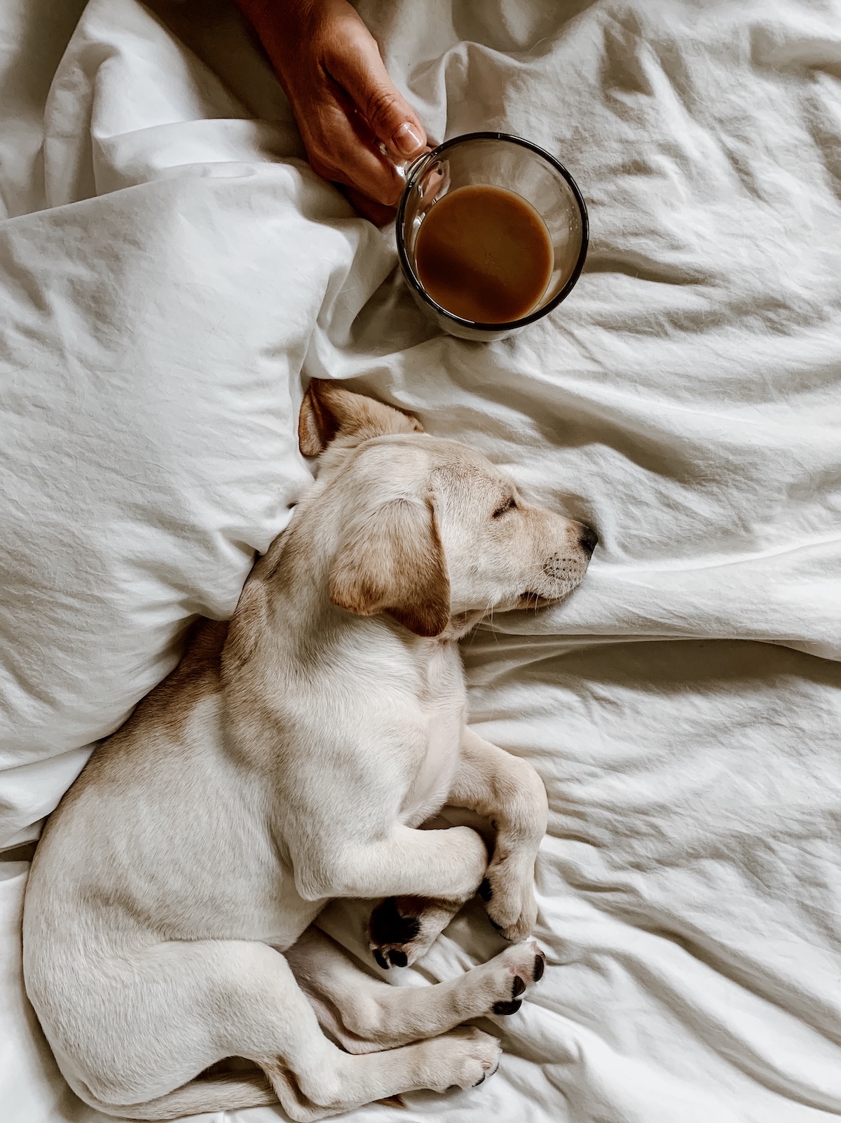 Favorite Dog Mom Products | Cathedrals & Cafes Blog