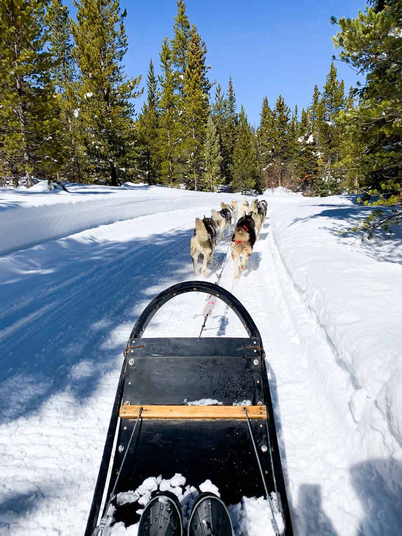 Dog Sledding Adventures in Colorado | Cathedrals & Cafes Blog