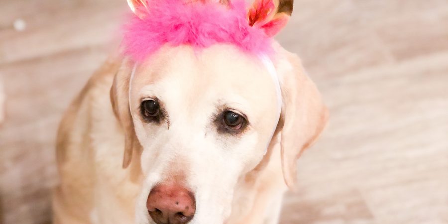 Dog Mom Life Update: A Unicorn Party for Bella! | Cathedrals & Cafes Blog