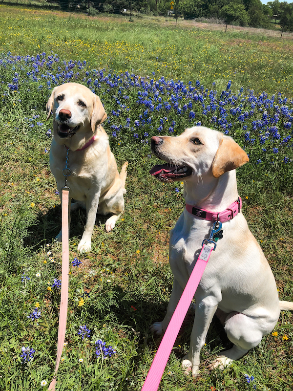 Willow City Loop Bluebonnets | Cathedrals & Cafes Blog