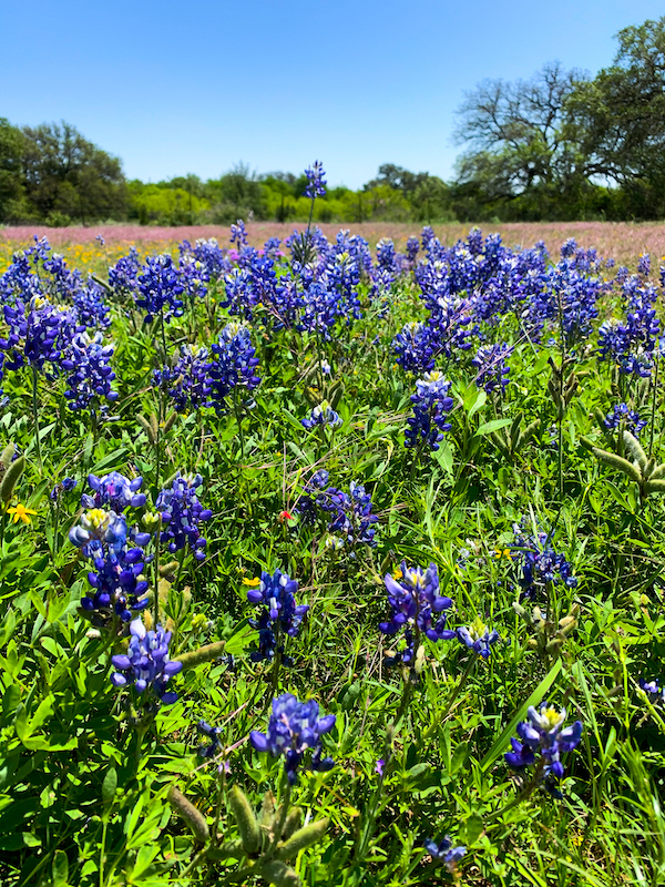 Willow City Loop Bluebonnets | Cathedrals & Cafes Blog