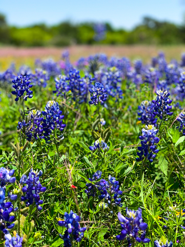 Willow City Loop Bluebonnets | Cathedrals & Cafes Blog