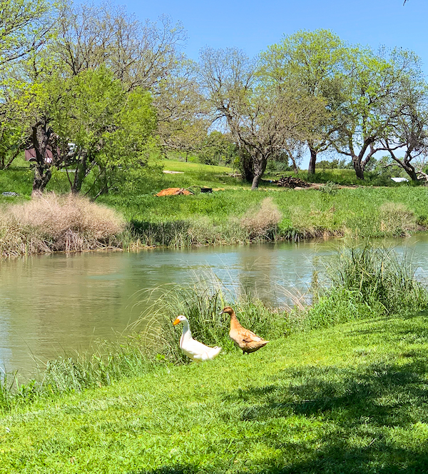 Willow City Loop Bluebonnets | Cathedrals & Cafes Blog