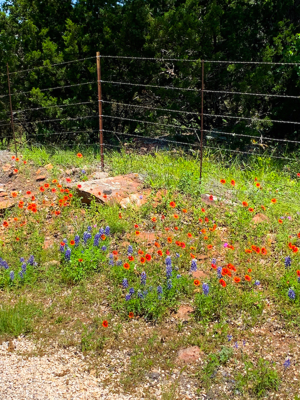 Willow City Loop Bluebonnets | Cathedrals & Cafes Blog