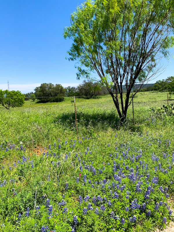 Willow City Loop Bluebonnets | Cathedrals & Cafes Blog