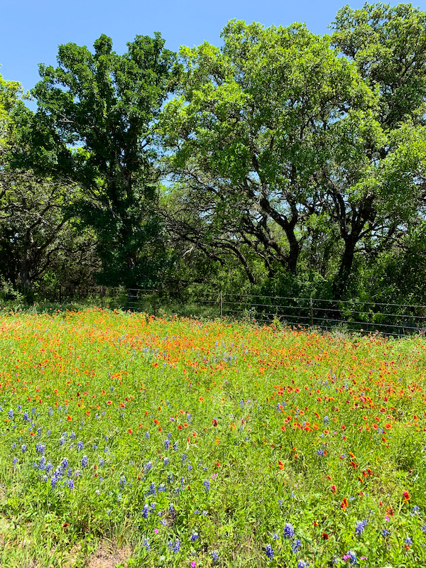 Willow City Loop Bluebonnets | Cathedrals & Cafes Blog