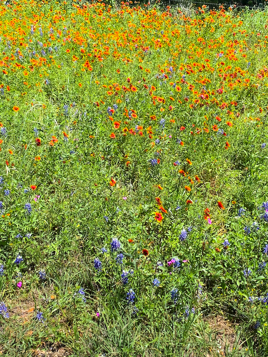 Willow City Loop Bluebonnets | Cathedrals & Cafes Blog