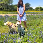 Willow City Loop Bluebonnets | Cathedrals & Cafes Blog