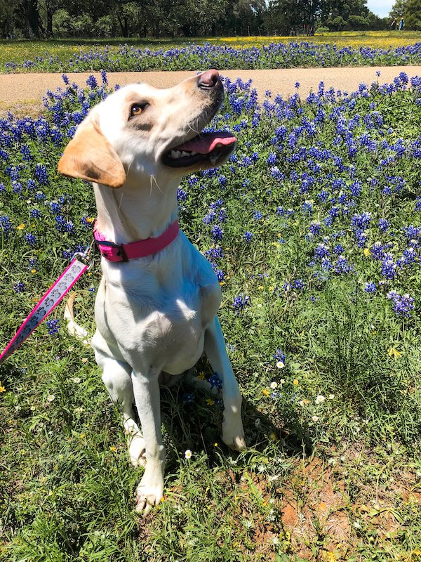 Willow City Loop Bluebonnets | Cathedrals & Cafes Blog