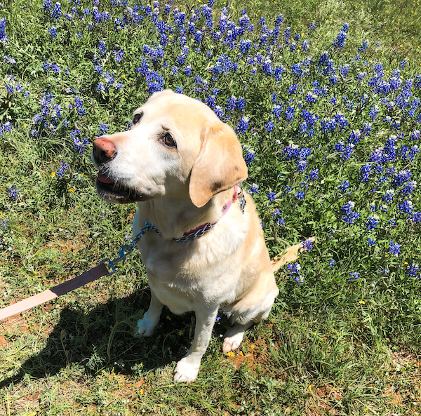 Willow City Loop Bluebonnets | Cathedrals & Cafes Blog