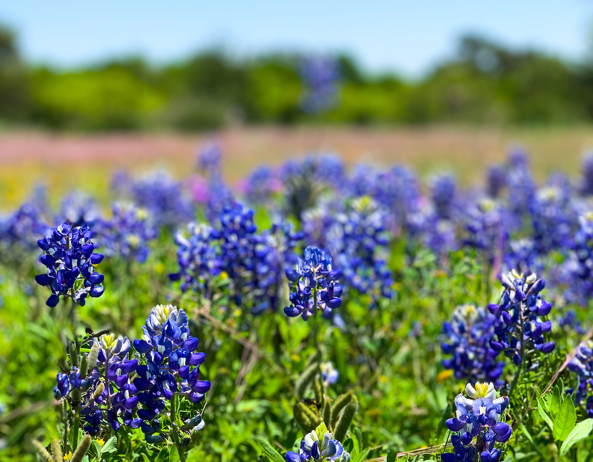 A Road Trip to See the Willow City Loop Bluebonnets - Cathedrals ...