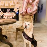 Dog Mom Life: Bella's 13th Birthday Party | Cathedrals & Cafes Blog