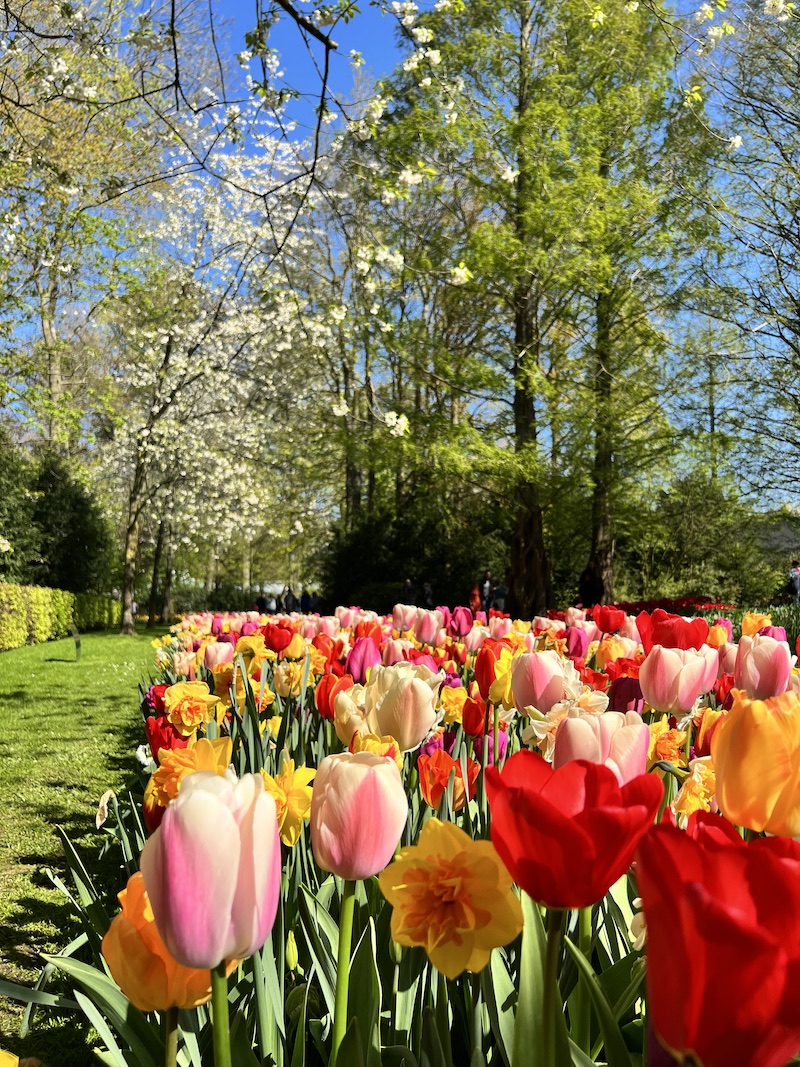 Visiting Keukenhof Gardens, Holland | Cathedrals & Cafes Blog