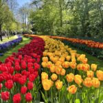 Visiting Keukenhof Gardens, Holland | Cathedrals & Cafes Blog