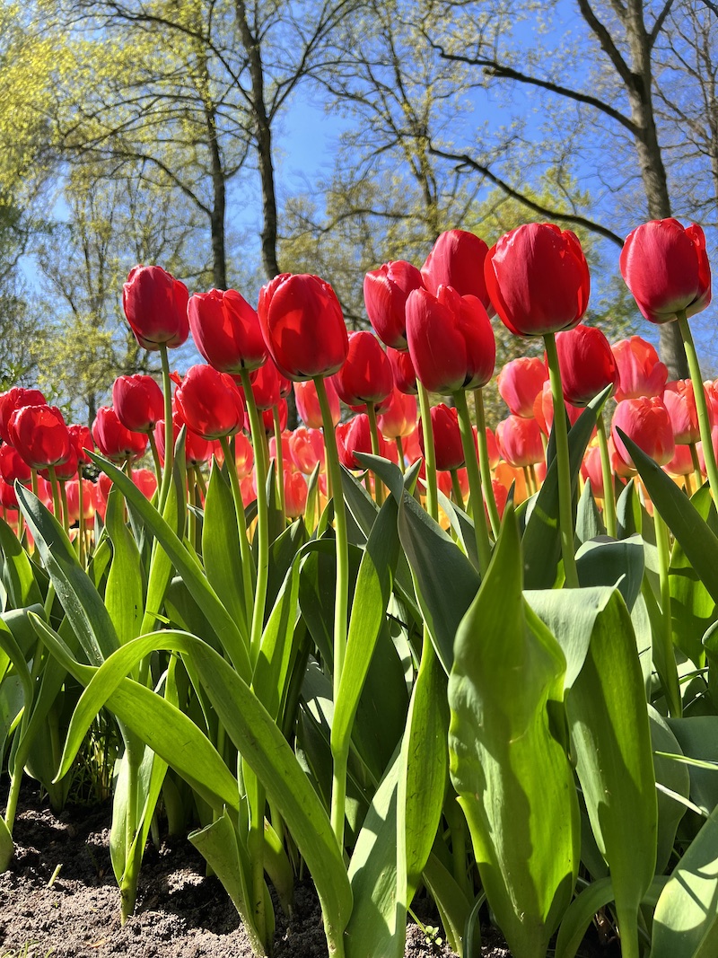 Visiting Keukenhof Gardens, Holland | Cathedrals & Cafes Blog