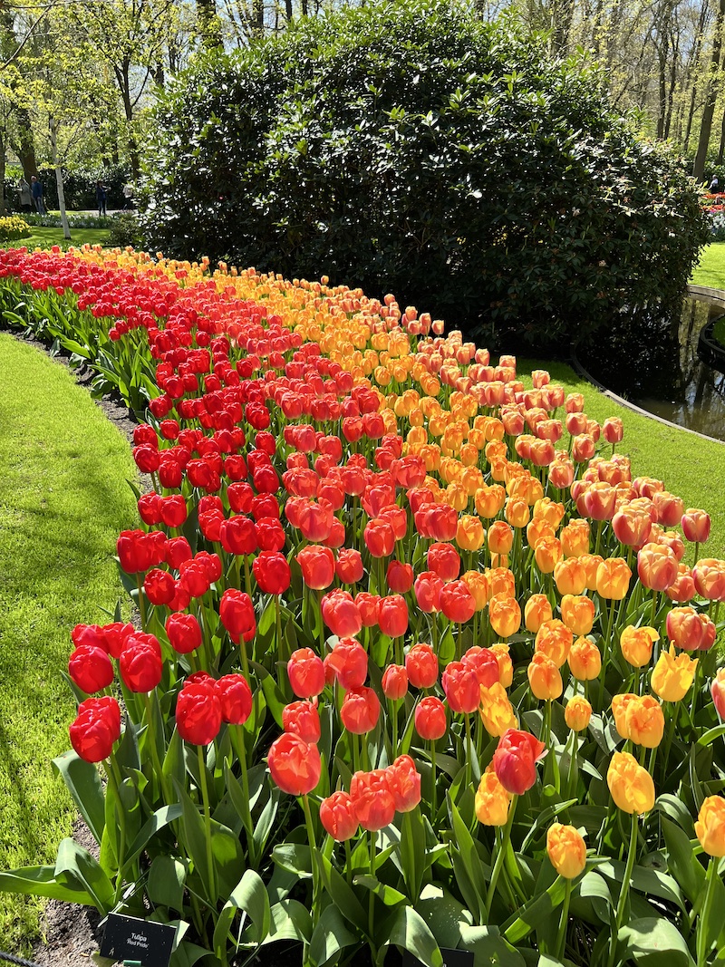 Visiting Keukenhof Gardens, Holland | Cathedrals & Cafes Blog