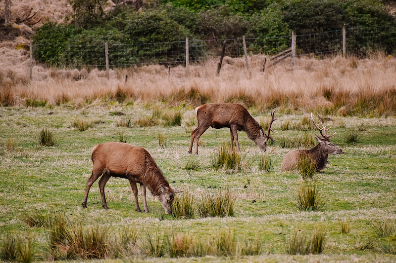 Scottish Highlands Tour with Discreet Scotland | Cathedrals & Cafes Blog