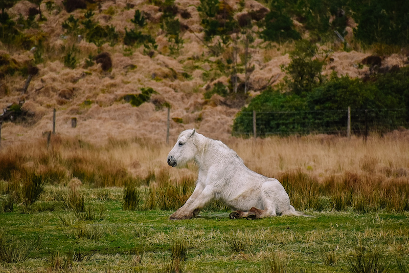 Scottish Highlands Tour with Discreet Scotland | Cathedrals & Cafes Blog