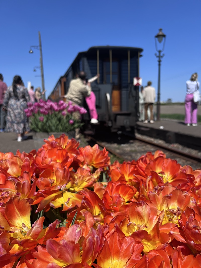 All Aboard for Blooms: Riding the Steam Tram Through Holland's Tulips | Cathedrals & Cafes Blog