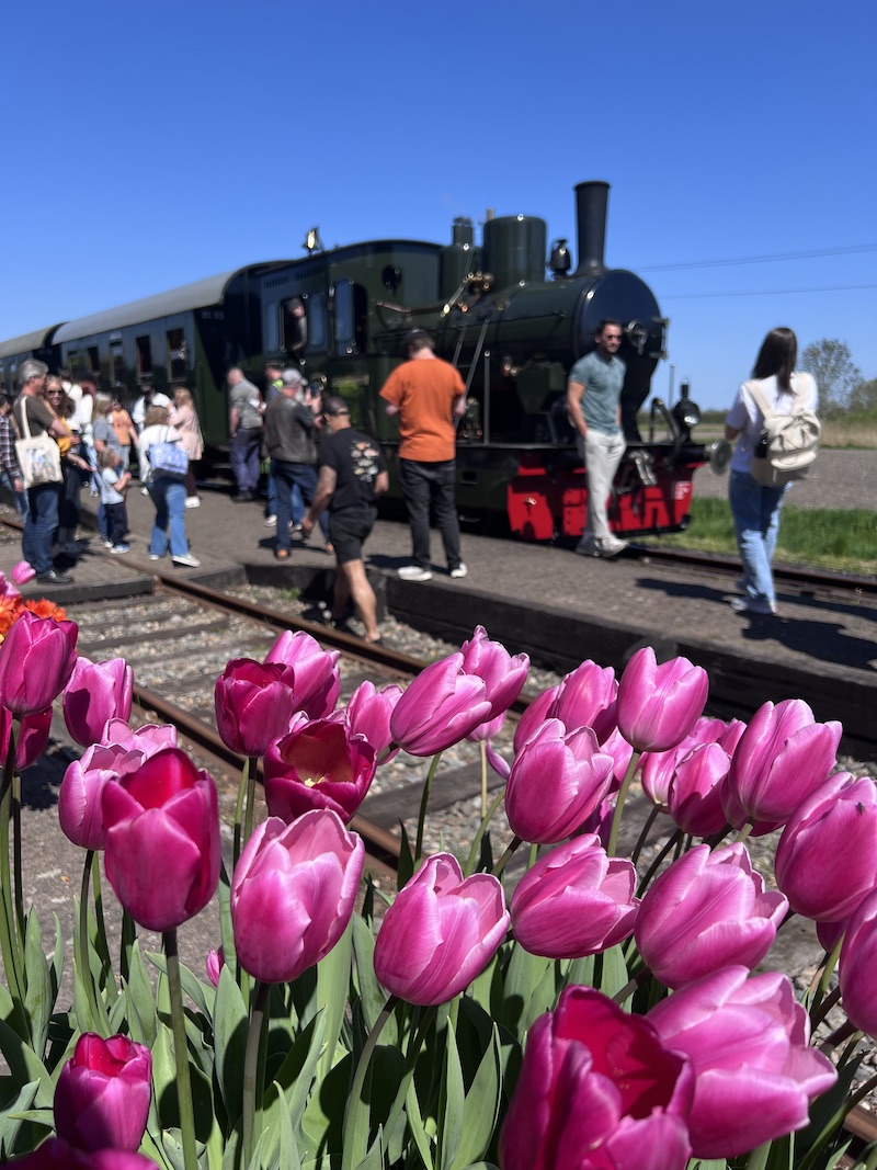All Aboard for Blooms: Riding the Steam Tram Through Holland's Tulips | Cathedrals & Cafes Blog