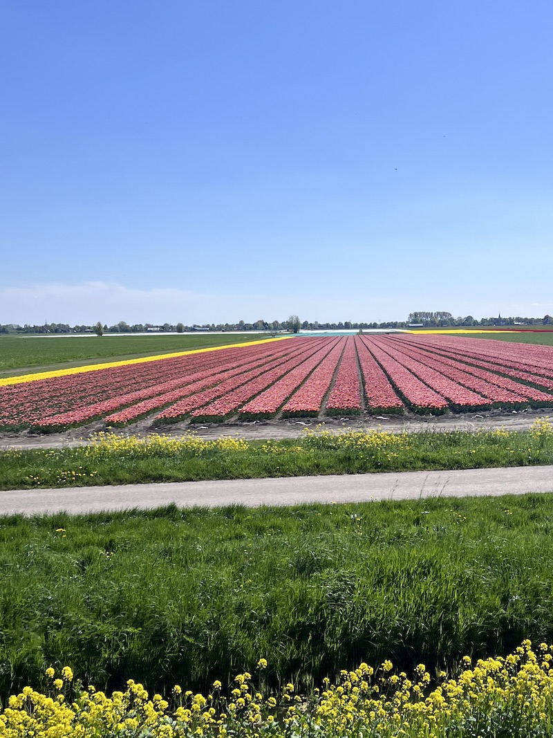All Aboard for Blooms: Riding the Steam Tram Through Holland's Tulips | Cathedrals & Cafes Blog