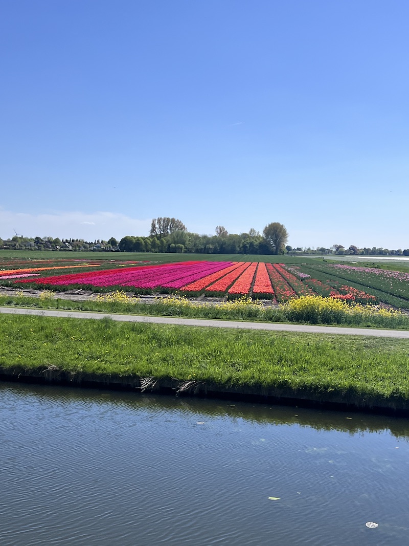 All Aboard for Blooms: Riding the Steam Tram Through Holland's Tulips | Cathedrals & Cafes Blog